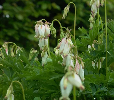 Zwergige Garten-Herzblume 'Aurora'