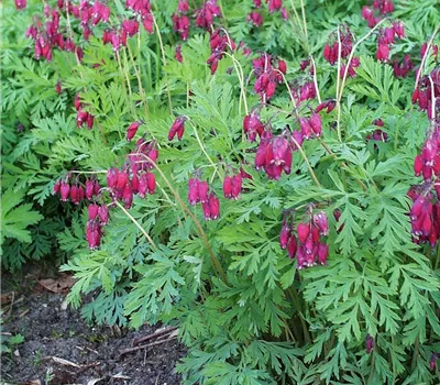 Zwergige Garten-Herzblume 'Bacchanal'