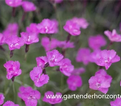 Pfingstnelke 'Blauigel'