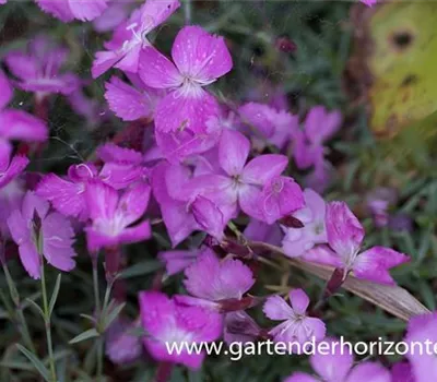 Garten-Pfingst-Nelke 'La Bourboule'