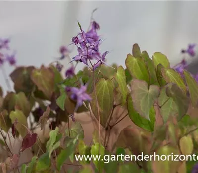 Großblütige Garten-Elfenblume 'Lilafee' Großblütige Garten-Elfenblume 'Lilafee'