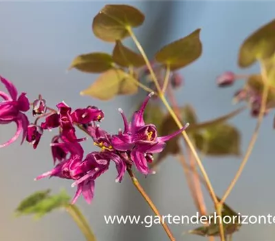 Großblütige Garten-Elfenblume 'Rose Queen' Großblütige Garten-Elfenblume 'Rose Queen'