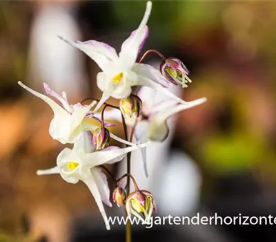 Großblütige Elfenblume