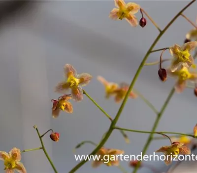 Schwarzmeer-Elfenblume Schwarzmeer-Elfenblume