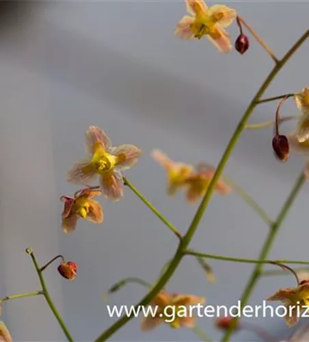 Schwarzmeer-Elfenblume Schwarzmeer-Elfenblume