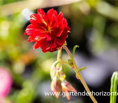 Garten-Sonnenröschen 'Cerise Queen' Garten-Sonnenröschen 'Cerise Queen'