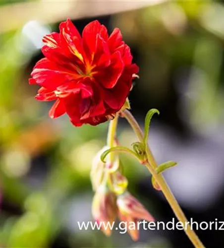 Garten-Sonnenröschen 'Cerise Queen' Garten-Sonnenröschen 'Cerise Queen'