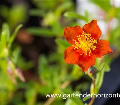 Sonnenröschen Sonnenröschen