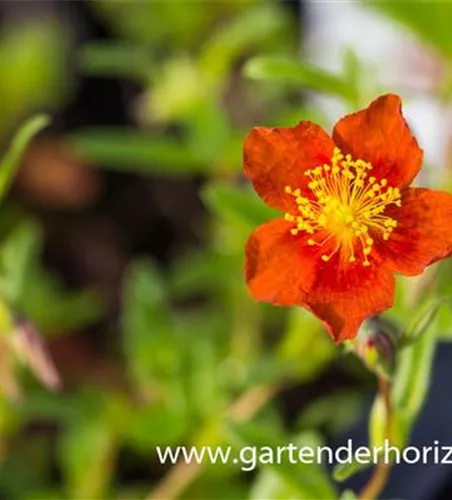 Sonnenröschen Sonnenröschen