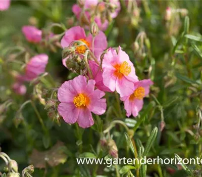 Garten-Sonnenröschen 'Lawrenson´s Pink' Garten-Sonnenröschen 'Lawrenson´s Pink'
