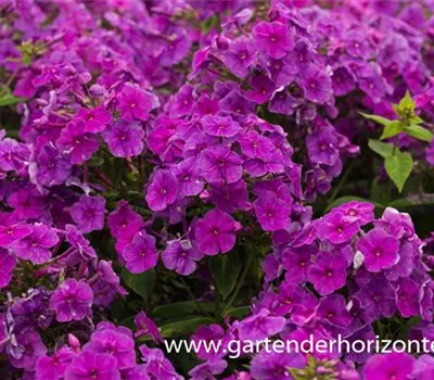 Hohe Garten-Flammenblume 'Purple Flame'®