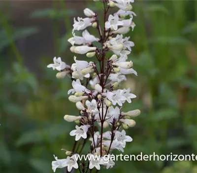Fingerhutförmiger Bartfaden 'Huskers Red'