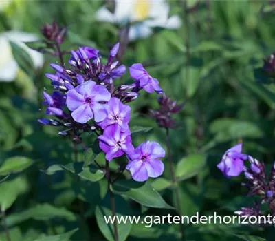 Hohe Garten-Flammenblume 'Blue Boy' Hohe Garten-Flammenblume 'Blue Boy'