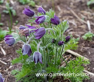 Kuhschelle 'Pinwheel Blau'®