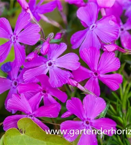 Polster-Flammenblume Polster-Flammenblume