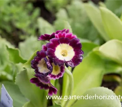 Gartenaurikel Gartenaurikel