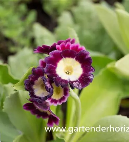 Gartenaurikel Gartenaurikel