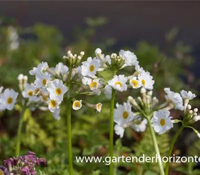 Garten-Etagen-Schlüsselblume 'Alba' Garten-Etagen-Schlüsselblume 'Alba'