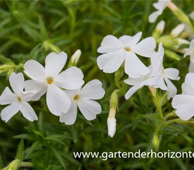 Polster-Flammenblume Polster-Flammenblume