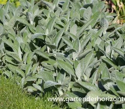 Garten-Woll-Ziest 'Cotton Boll'