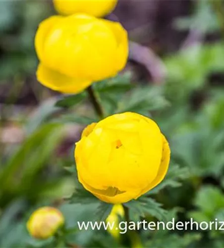 Europäische Trollblume Europäische Trollblume