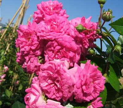 Kletterrose 'Super Dorothy'®