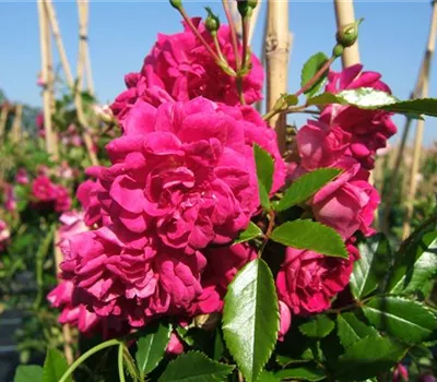 Kletterrose 'Super Excelsa'®