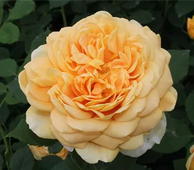 Strauchrose 'Golden Celebration'® Strauchrose 'Golden Celebration'®