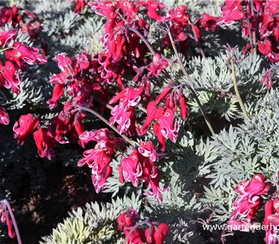 Zwergige Garten-Herzblume 'Burning Hearts'®