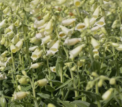 Großblütiger Fingerhut