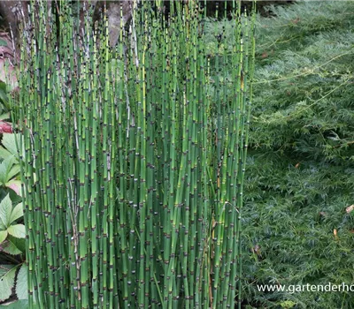 Winter-Schachtelhalm