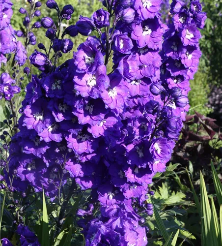 Hoher Rittersporn Hoher Rittersporn