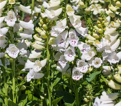 Garten-Fingerhut 'Alba'