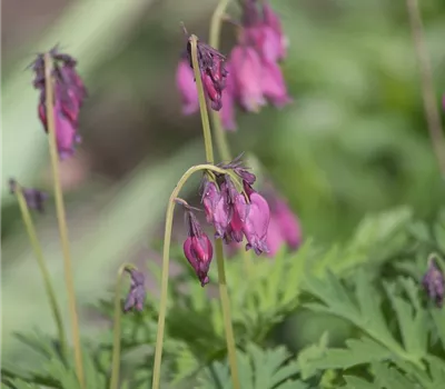 Zwergige Garten-Herzblume