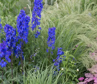 Hoher Garten-Rittersporn 'Finsteraarhorn'