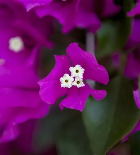 Bougainvillea – Die Wunderblume richtig pflegen