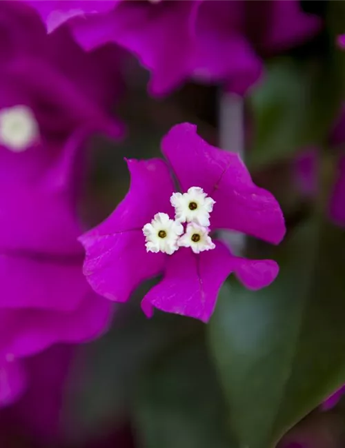 Bougainvillea – Die Wunderblume richtig pflegen