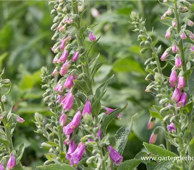 Garten-Fingerhut 'Gloxiniaeflora'
