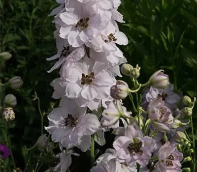 Hoher Garten-Rittersporn 'Sky Sensation'