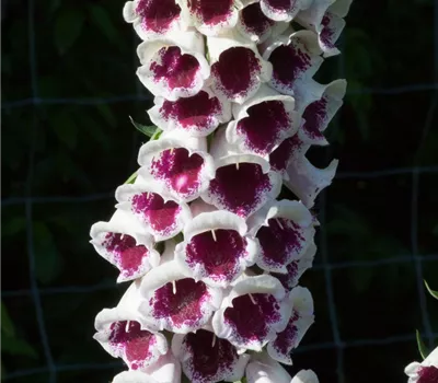 Garten-Fingerhut 'Pam´s Choice'