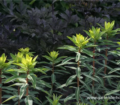 Hohe Garten-Wolfsmilch 'Goldener Turm'