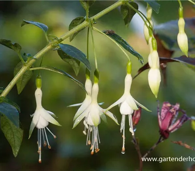Garten-Fuchsie Garten-Fuchsie