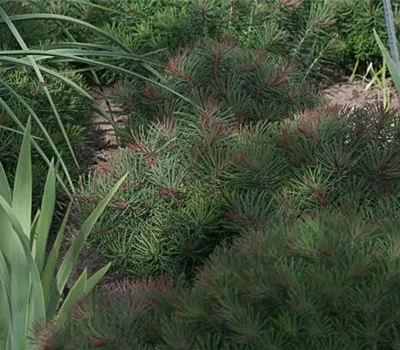 Garten-Zypressen-Wolfsmilch 'Fens Ruby'