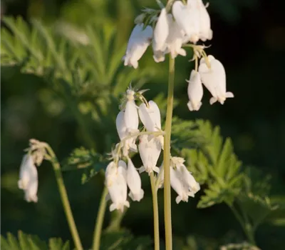 Zwergige Garten-Herzblume 'Alba'