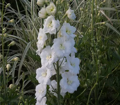 Rittersporn 'Diamant'