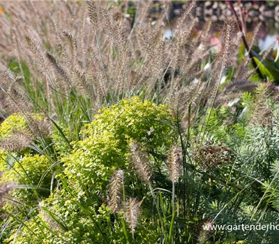 Bläuliche Wolfsmilch