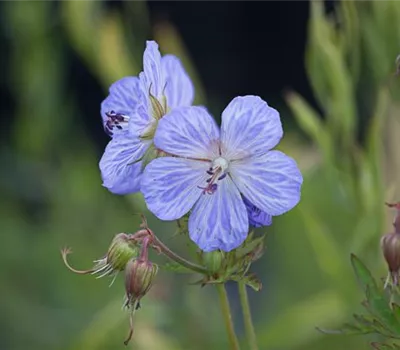 Wiesen-Storchschnabel