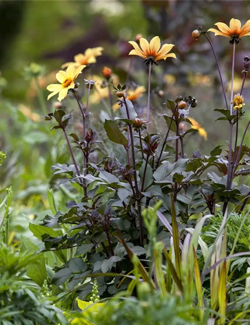 Der Boden im Blumenbeet: Vorbereitung und Pflege