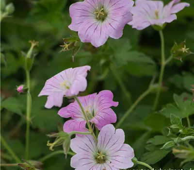 Garten-Storchschnabel Garten-Storchschnabel