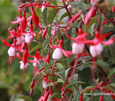 Patagonische Fuchsie 'Madame Cornelissen'